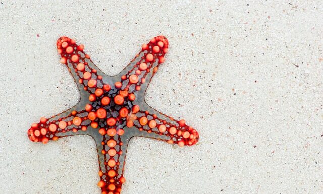 Co gryzie w morzu w Chorwacji? Co gryzie w morzu w Chorwacji?