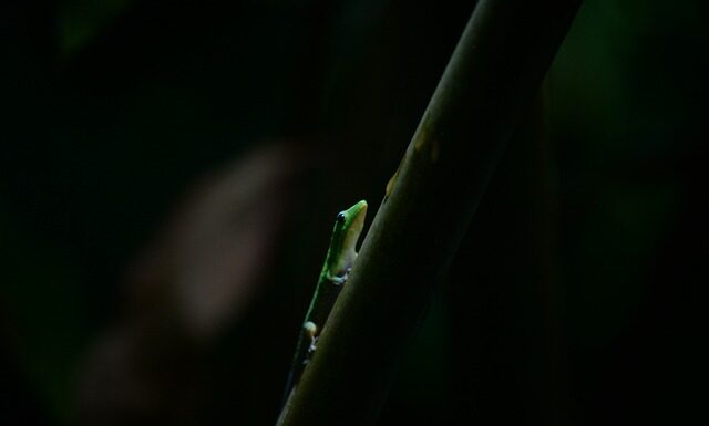 Czy na Hawajach są rekiny? Czy na Hawajach są rekiny?