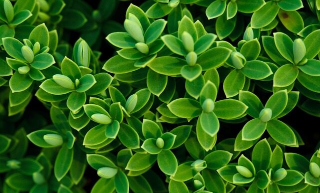 Czy Hebe to polski sklep?