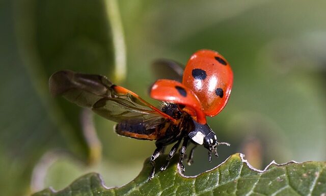 Jak się nazywa Biedronka za granicą? Jak się nazywa Biedronka za granicą?