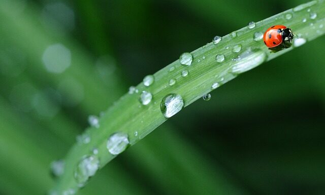 Czy Biedronka to polska firma?