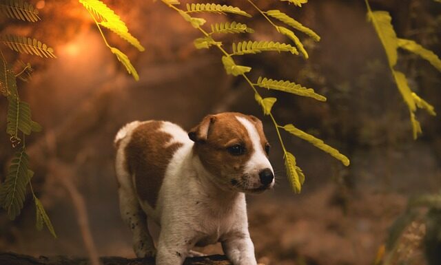 Co to jest burek w Chorwacji?