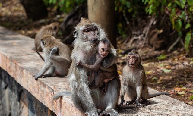 Co lepsze Mauritius czy Malediwy?