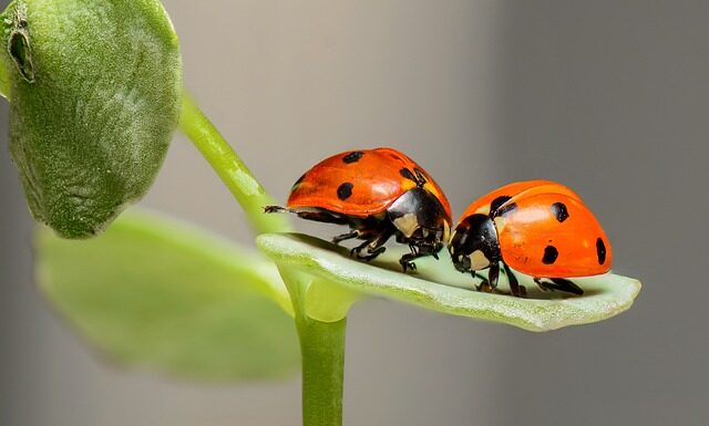 Gdzie nie ma Biedronki?