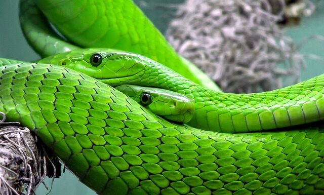 Jakie węże żyją w Chorwacji?