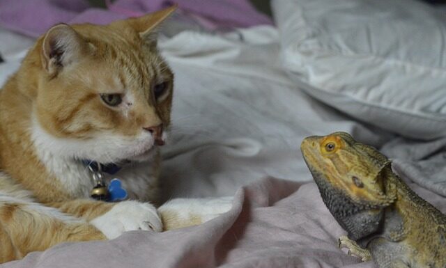 Czy można dogadać się po polsku w Chorwacji?