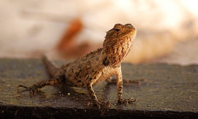 W jakim języku mówi się na Malediwach? W jakim języku mówi się na Malediwach?