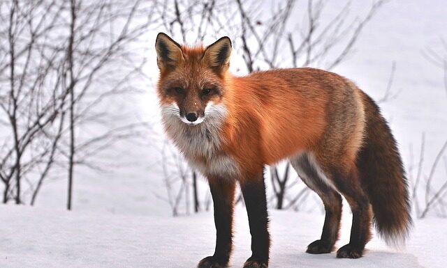 Jakie zwierzęta żyją w Portugalii? Jakie zwierzęta żyją w Portugalii?