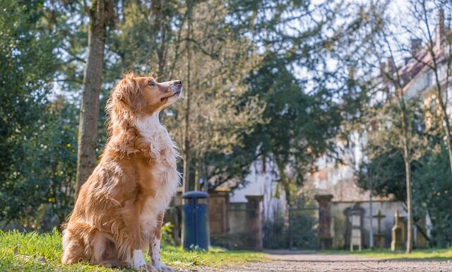 Ile waży Burek z Lidla?