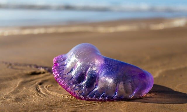 Czy portugalski jest przydatny? Czy portugalski jest przydatny?