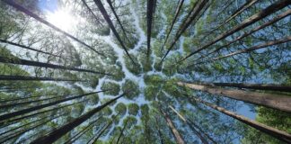 Jak obliczyć korony na złotówki?