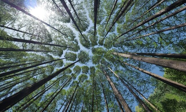 Jak obliczyć korony na złotówki?