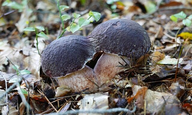 Czy słoweński jest podobny do polskiego? Czy słoweński jest podobny do polskiego?