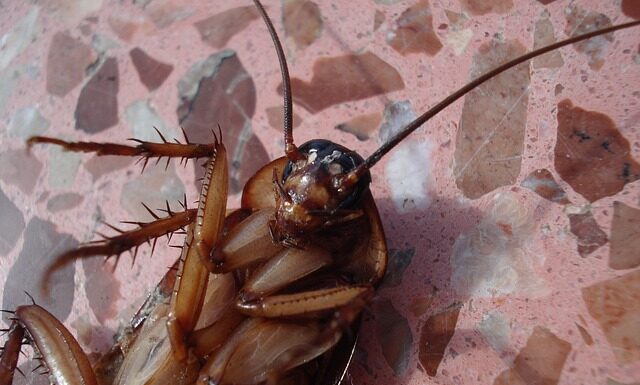 Czy karaluchy gryzą ludzi? Czy karaluchy gryzą ludzi?