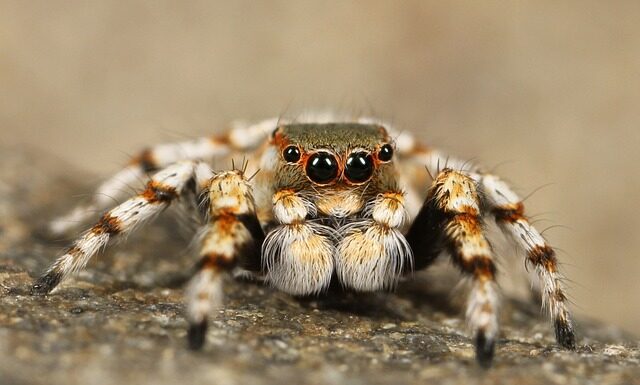 Czy w Chorwacji są groźne pająki?