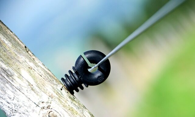 Kto nazwał Polaków łachy?