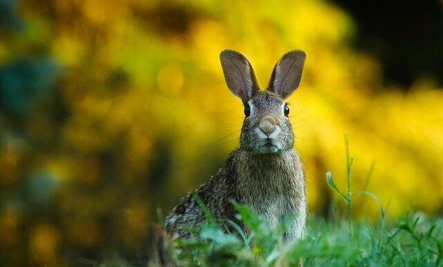 Jak można zając pustostan? Jak można zając pustostan?