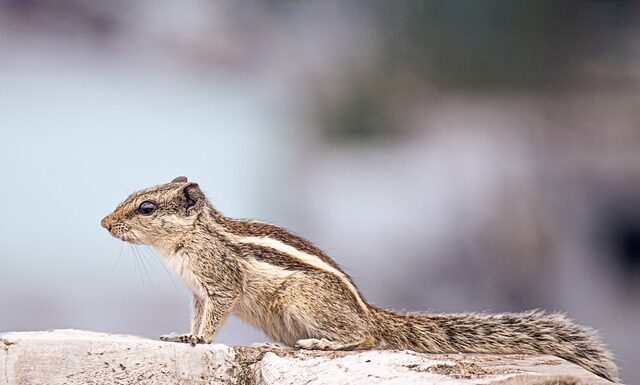 Jak sprawdzane są winiety?