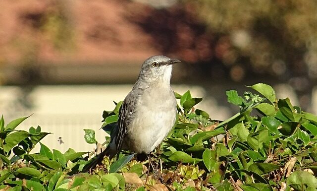 Ile trzeba znać języków aby być poliglotą?