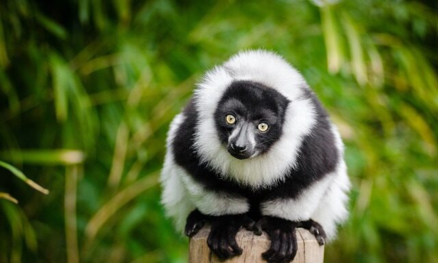 Jak długo trwa lot na Madagaskar?