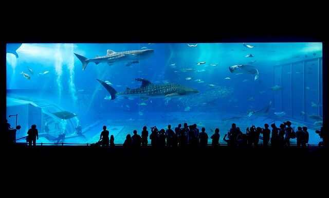 Czy są rekiny w Portugalii?