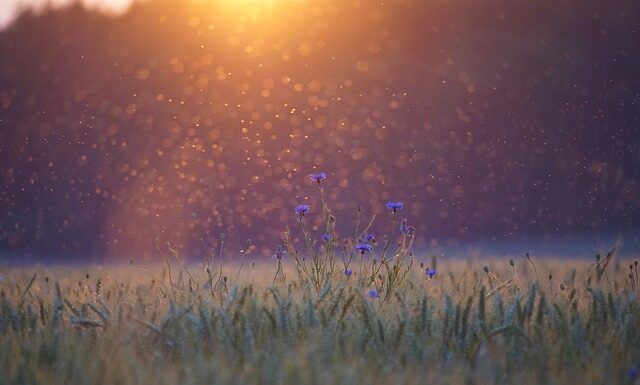 Czy są komary w Portugalii?